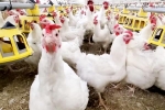 Bird flu new outbreak, Bird flu USA, bird flu outbreak in the usa triggers doubts, Health
