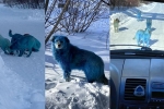 Russia, viral, bright blue stray dogs found in russia, Dogs