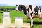 Cow Milk Protein breaking, Cow Milk Protein new tips, can cow milk protein lead to type 1 diabetes, Risks