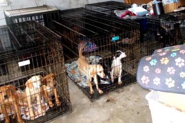 Consuming Dog Meat Is a Right Of Consumer Choice