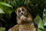 endandgered species, Animal, cute but deadly the critically endangered slow lorises, Circus