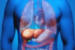 Fatty Liver in Youngsters news, Fatty Liver in Youngsters experts, why is fatty liver affecting youngsters, Sugar