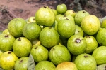 Guava bad for diabetics, Guava bad for whom, who should be careful with guava, Bloodstream Guava bad for diabetics, Guava bad for whom, who should be careful with guava, Bloodstream