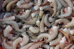 Indian, fishing, indian shrimp faces threat of ban in u s, Arabian sea