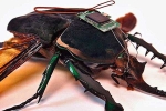 Robotized Cockroaches latest, Robotized Cockroaches breaking news, insects robotized to hunt for survivors in a collapsed building, Robotized cockroaches