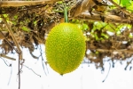Snake Venom, Snake Venom medicine, this miraculous plant can neutralise snake venom in minutes, Save