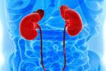 Kidney cancer for obese people, Kidney cancer research, omg cancer can increase our lifespan, Genitourinary oncology