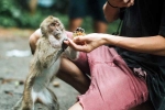 Monkey Bite latest, Monkey Bite latest breaking, what to do after a monkey bite, Monkey bite Monkey Bite latest, Monkey Bite latest breaking, what to do after a monkey bite, Monkey bite