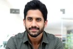 Naga Chaitanya about Bangarraju, Naga Chaitanya upcoming projects, naga chaitanya coming up with a strong lineup of films, Vijay kanakamedala Naga Chaitanya about Bangarraju, Naga Chaitanya upcoming projects, naga chaitanya coming up with a strong lineup of films, Vijay kanakamedala