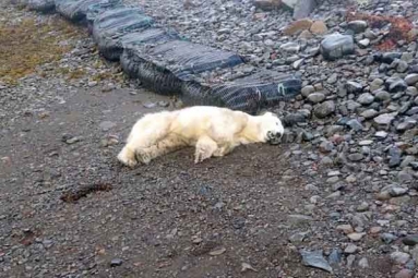 Polar Bear appears In Iceland for the first time in 8 Years Polar Bear appears In Iceland for the first time in 8 Years