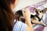 Rabies breaking, Rabies medicines, why is rabies deadly what to do after a bite, Risks