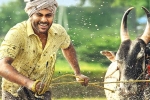 Sreekaram cast, Sreekaram expectations, sharwanand s sreekaram trailer released, Sreekaram