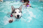 Dog Fitness latest, Dog Fitness suggestions, how can swimming boost your dog s fitness, Puppy