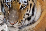 nadia, nadia, bronx zoo tiger nadia the first animal tested positive for covid 19, Cats