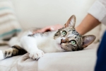 United states, United states, two pet cats in new york test positive for covid 19, Dogs
