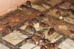 Rats Are Worshipped In Temple, Rats Are Worshipped In Temple, temple where rats are protected, Karni mata