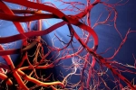 Blood Vessels Stretch breaking, Blood Vessels Stretch, how far can blood vessels stretch if laid out end to end, Tokyo