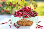 chillies metabolism, chili pepper diet weight loss, chili peppers help burn away the fat, Purdue university