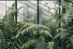 health, plants, growing plants good for you and your home, Oil spill