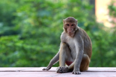 How to Survive A Monkey Attack - Handle It Without Panicking!