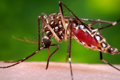 Is Maryland Concerned About Zika Virus?