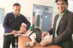 NRI visits India for surgery of his pet dog, NRI visits India for surgery of his pet dog, nri visits india for pet surgery, Sanjeev jangwal NRI visits India for surgery of his pet dog, NRI visits India for surgery of his pet dog, nri visits india for pet surgery, Sanjeev jangwal